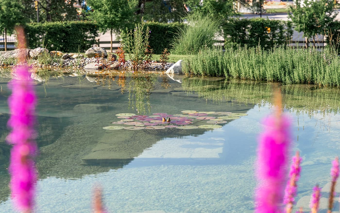 Schwimmteich von Poolbau Gollner